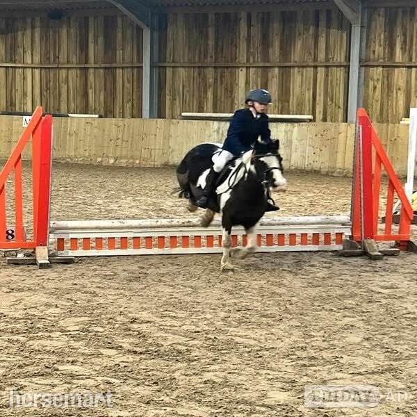 Redruth "Nelson Mandela " Piebald Gelding Pony Club Pony
