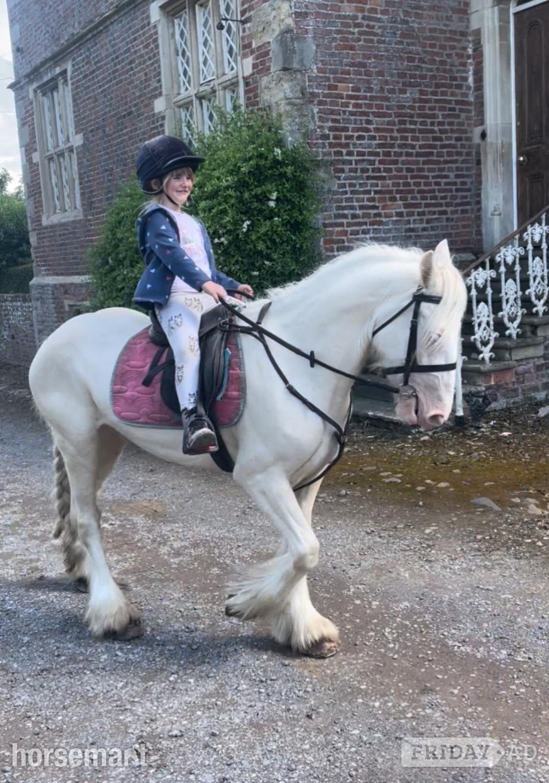 "Baby Blue Eyes" Cremello Mare Lead Rein/First Ridden Pony in Beverley