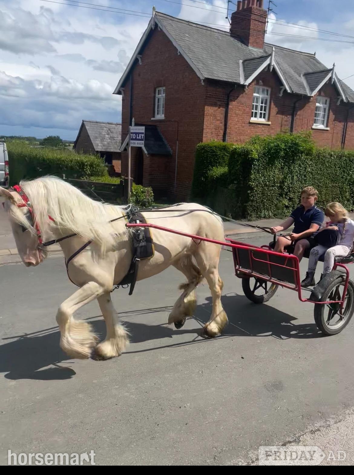 "Baby Blue Eyes" Cremello Mare Lead Rein/First Ridden Pony - Horses in Beverley