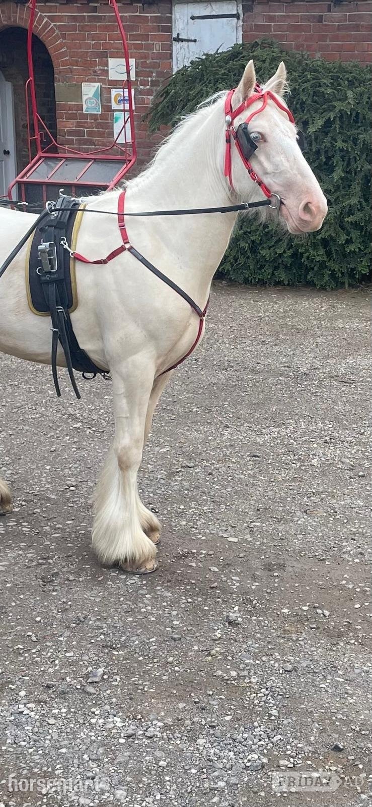 Beverley "Baby Blue Eyes" Cremello Mare Lead Rein/First Ridden Pony