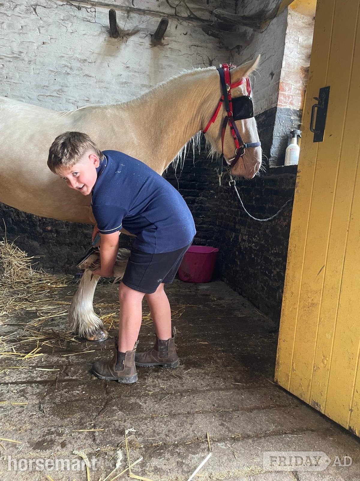 "Baby Blue Eyes" Cremello Mare Lead Rein/First Ridden Pony - Horses