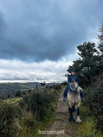 "Olive" Dun Mare All Rounder