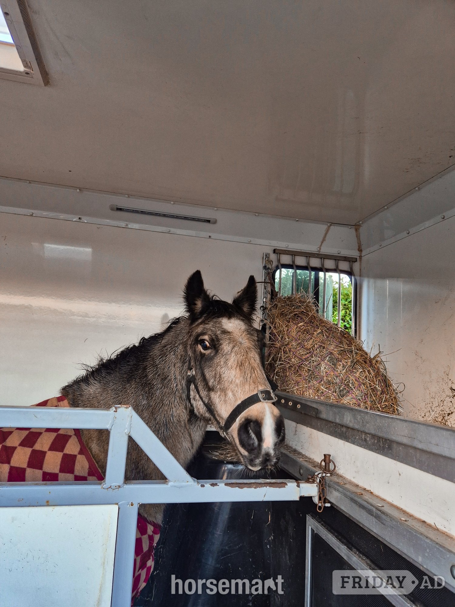 "Olive" Dun Mare All Rounder