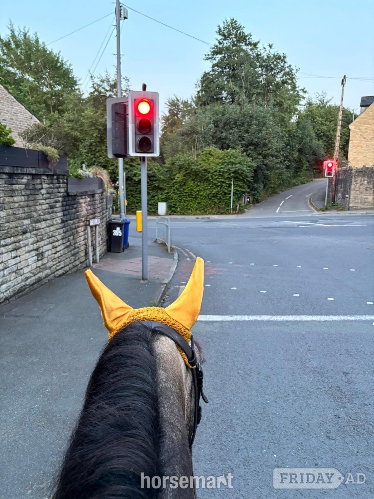 Manchester "Olive" Dun Mare All Rounder