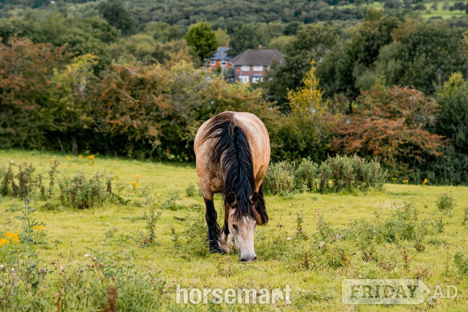 "Olive" Dun Mare All Rounder - Horses in Manchester