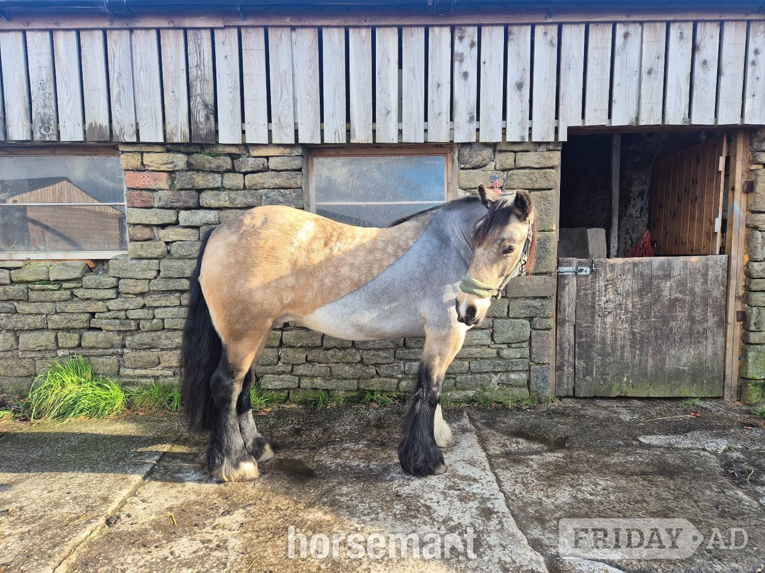 "Olive" Dun Mare All Rounder - Horses