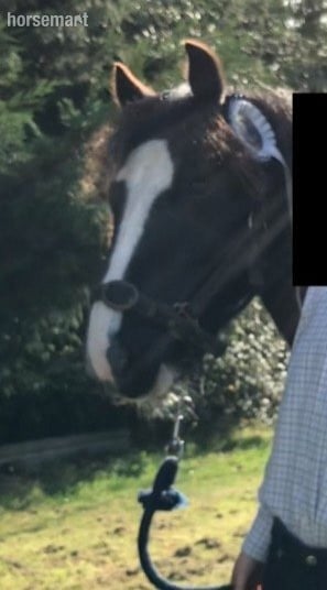 lead rein 11.1h gelding- Billingshurst