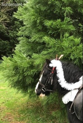Billingshurst lead rein 11.1h gelding- Billingshurst