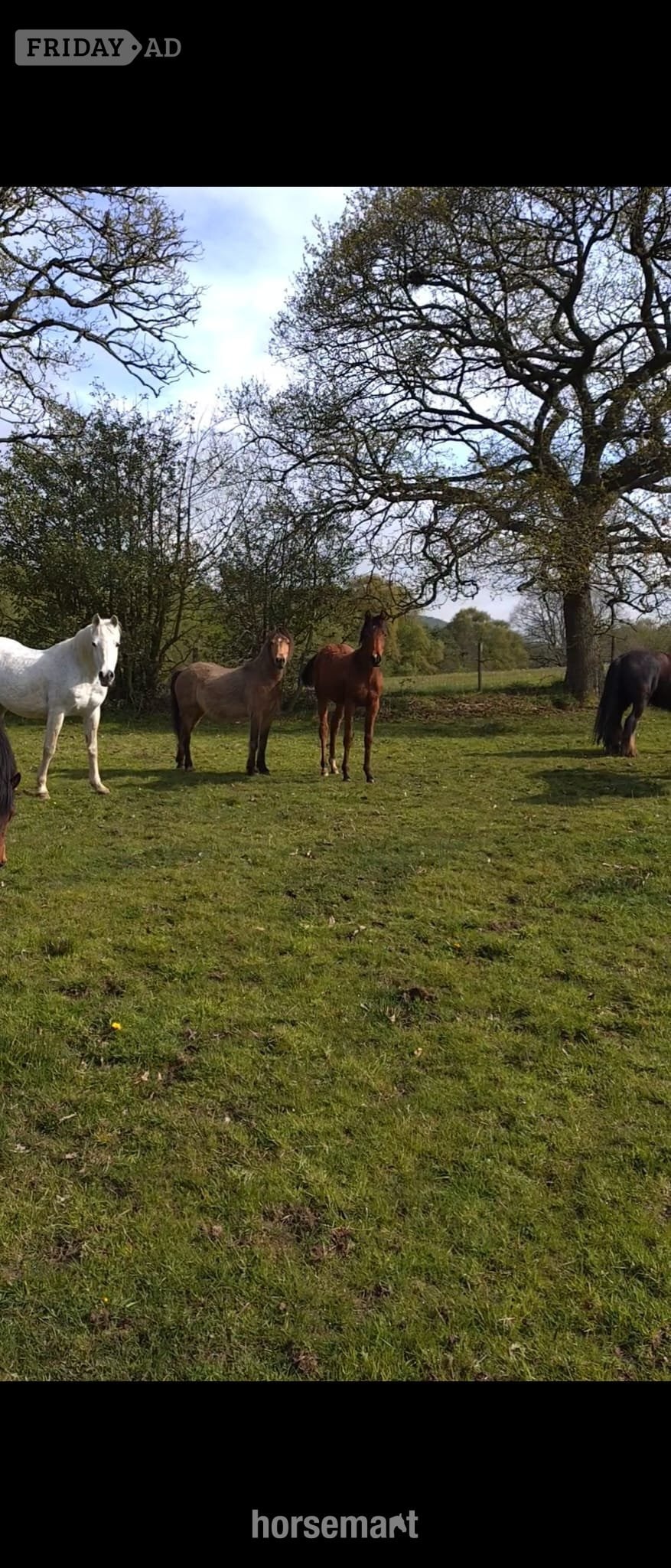 "Amira" Grey Filly Youngstock / Foal