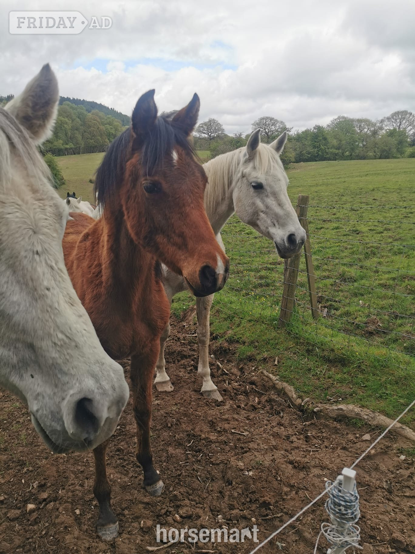 "Amira" Grey Filly Youngstock / Foal - Horses in Shrewsbury