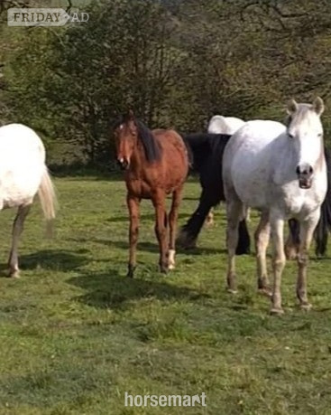 Shrewsbury "Amira" Grey Filly Youngstock / Foal