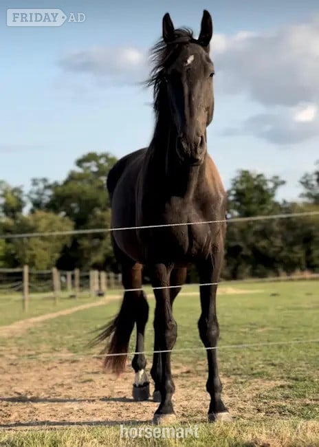 "Providence Premier AES"  Gelding Young Sport Horse in Colchester