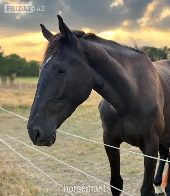 "Providence Premier AES"  Gelding Young Sport Horse