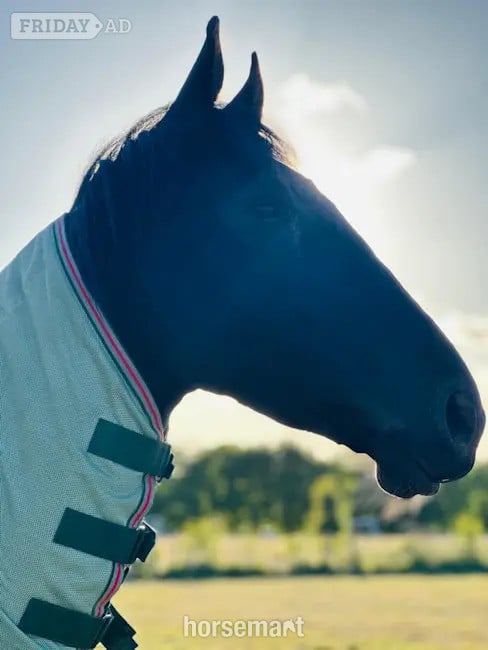 Colchester "Providence Premier AES"  Gelding Young Sport Horse