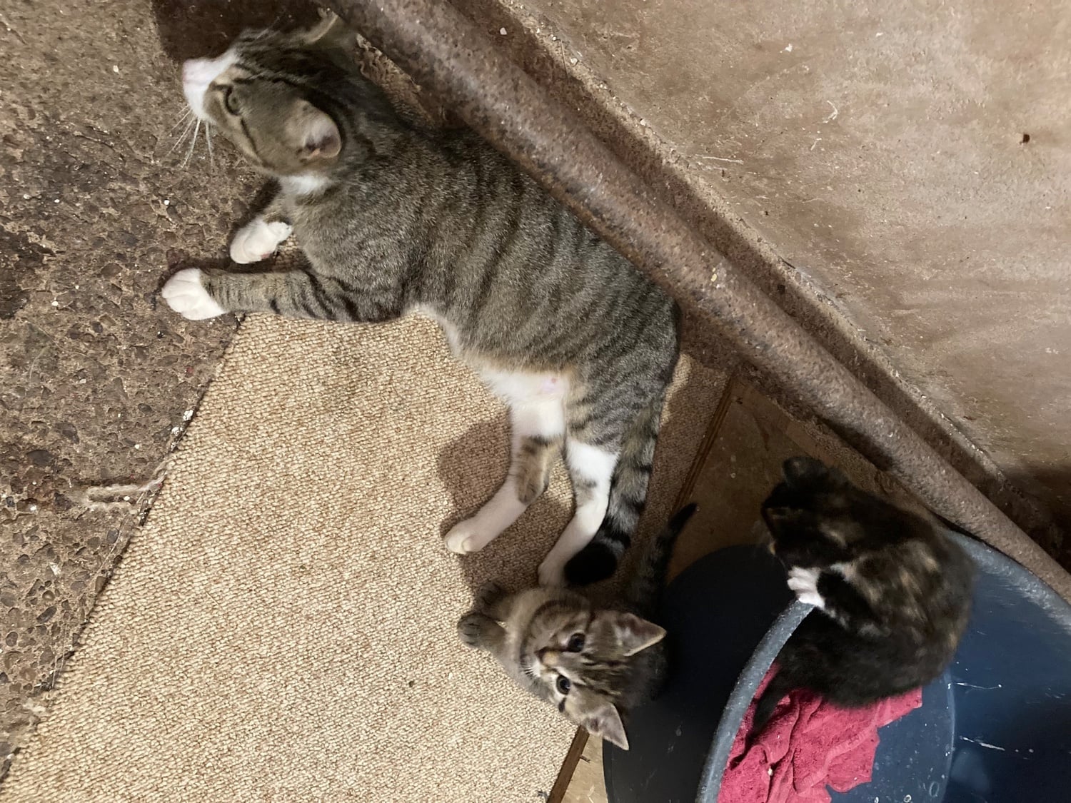 4 playful kittens for sale