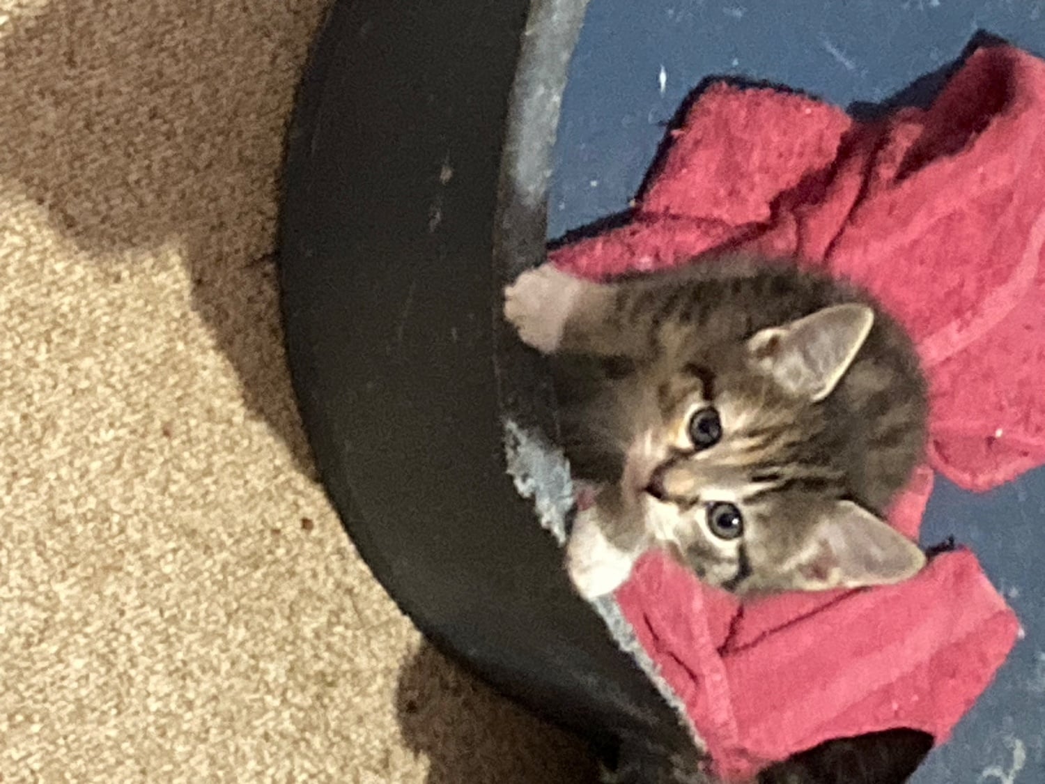 Cullompton 4 playful kittens for sale