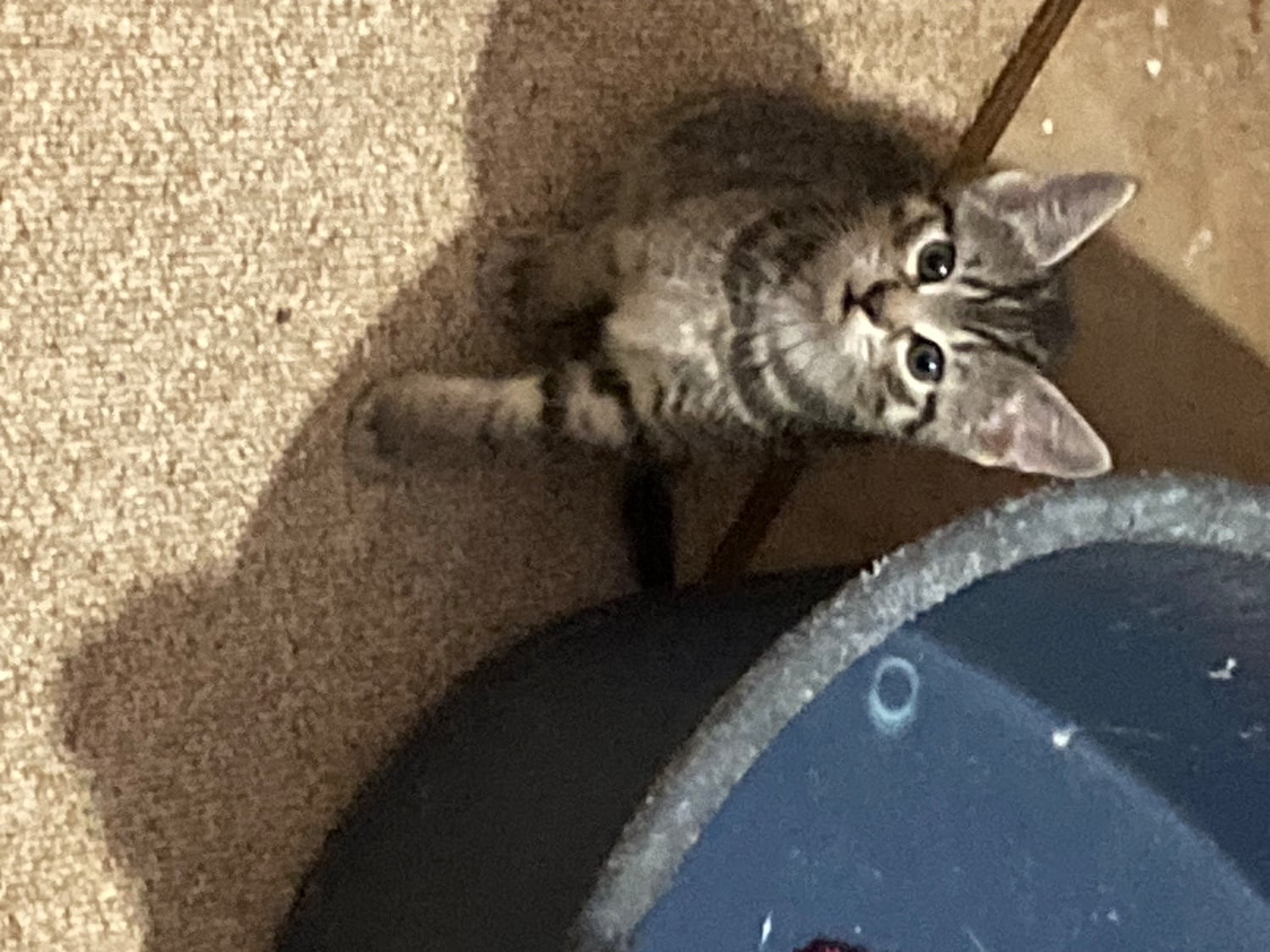 4 playful kittens for sale - Cats & Kittens in Cullompton
