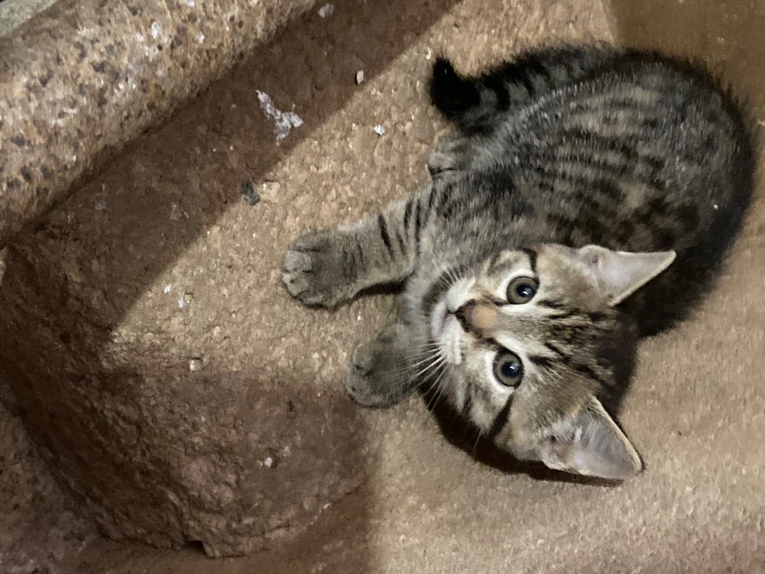 4 playful kittens for sale - Cats & Kittens