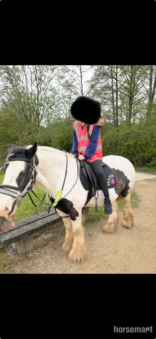 "Dexter" Piebald Gelding Cob/Heavy Horse