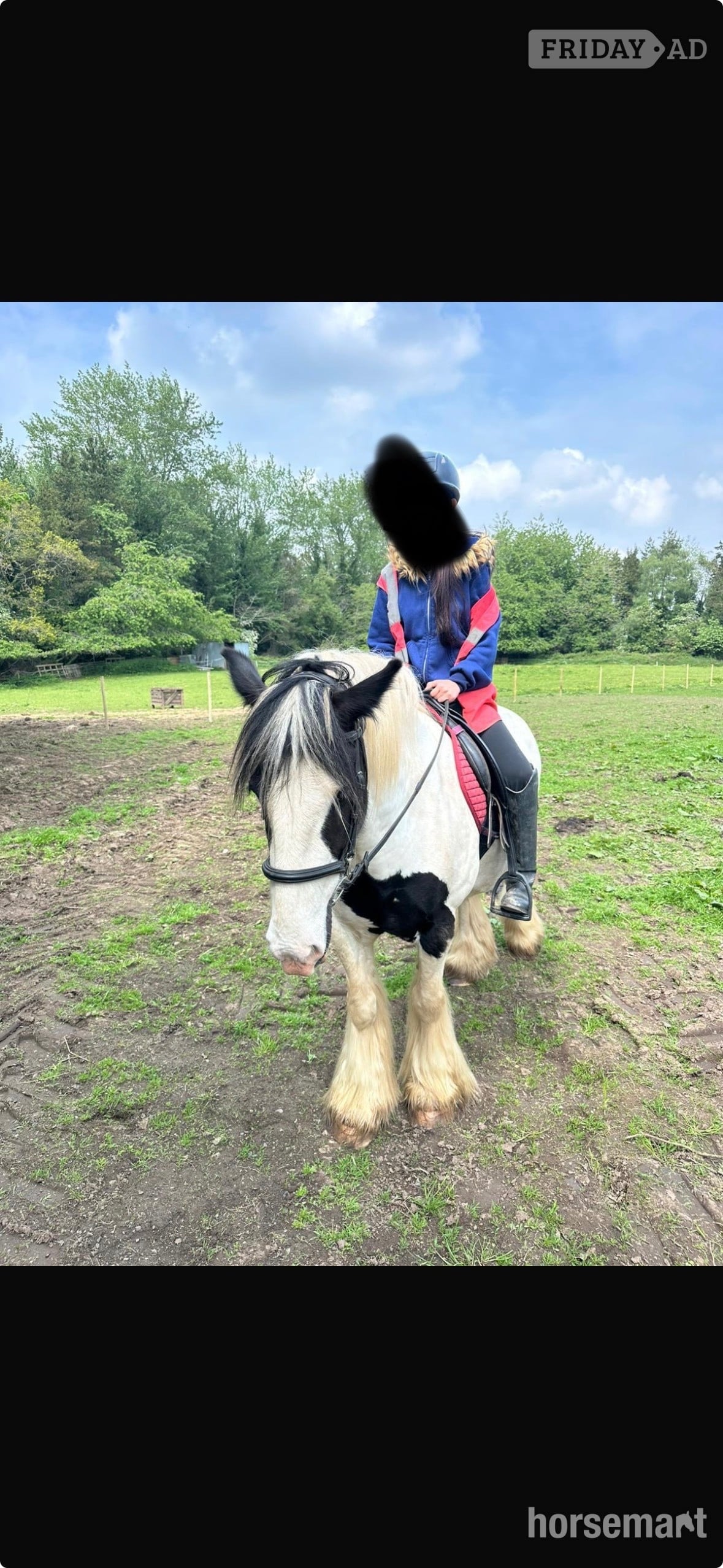 "Dexter" Piebald Gelding Cob/Heavy Horse