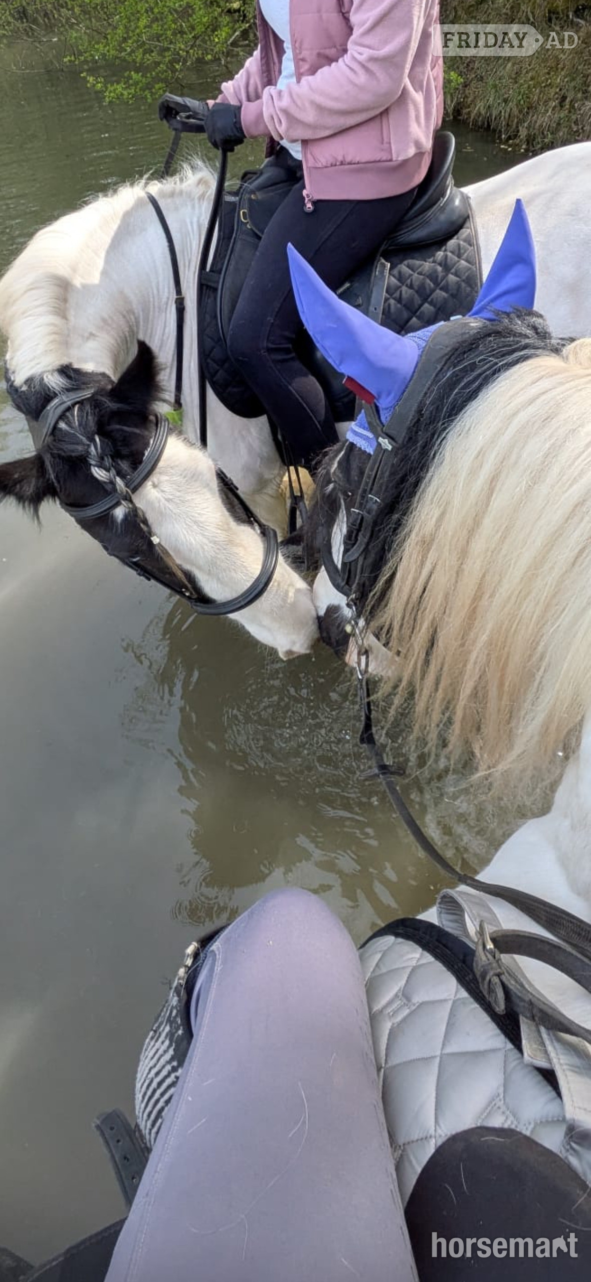 "Dexter" Piebald Gelding Cob/Heavy Horse - Horses in Telford