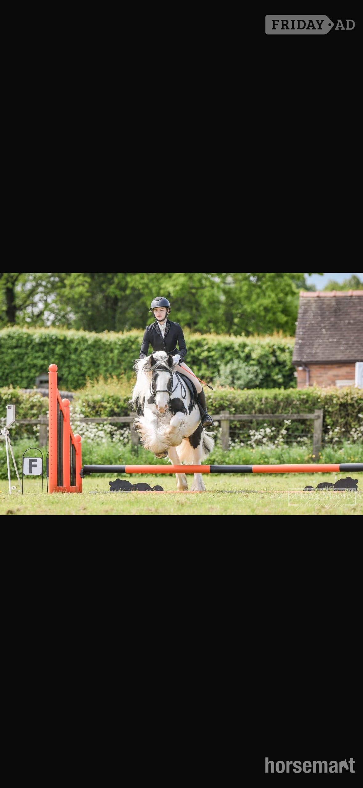 Telford "Dexter" Piebald Gelding Cob/Heavy Horse