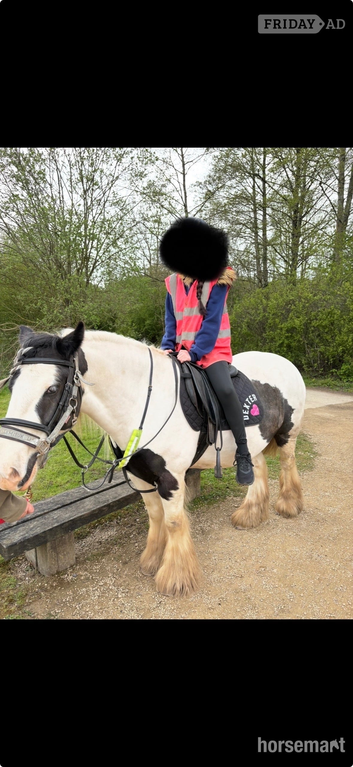 "Dexter" Piebald Gelding Cob/Heavy Horse in Telford