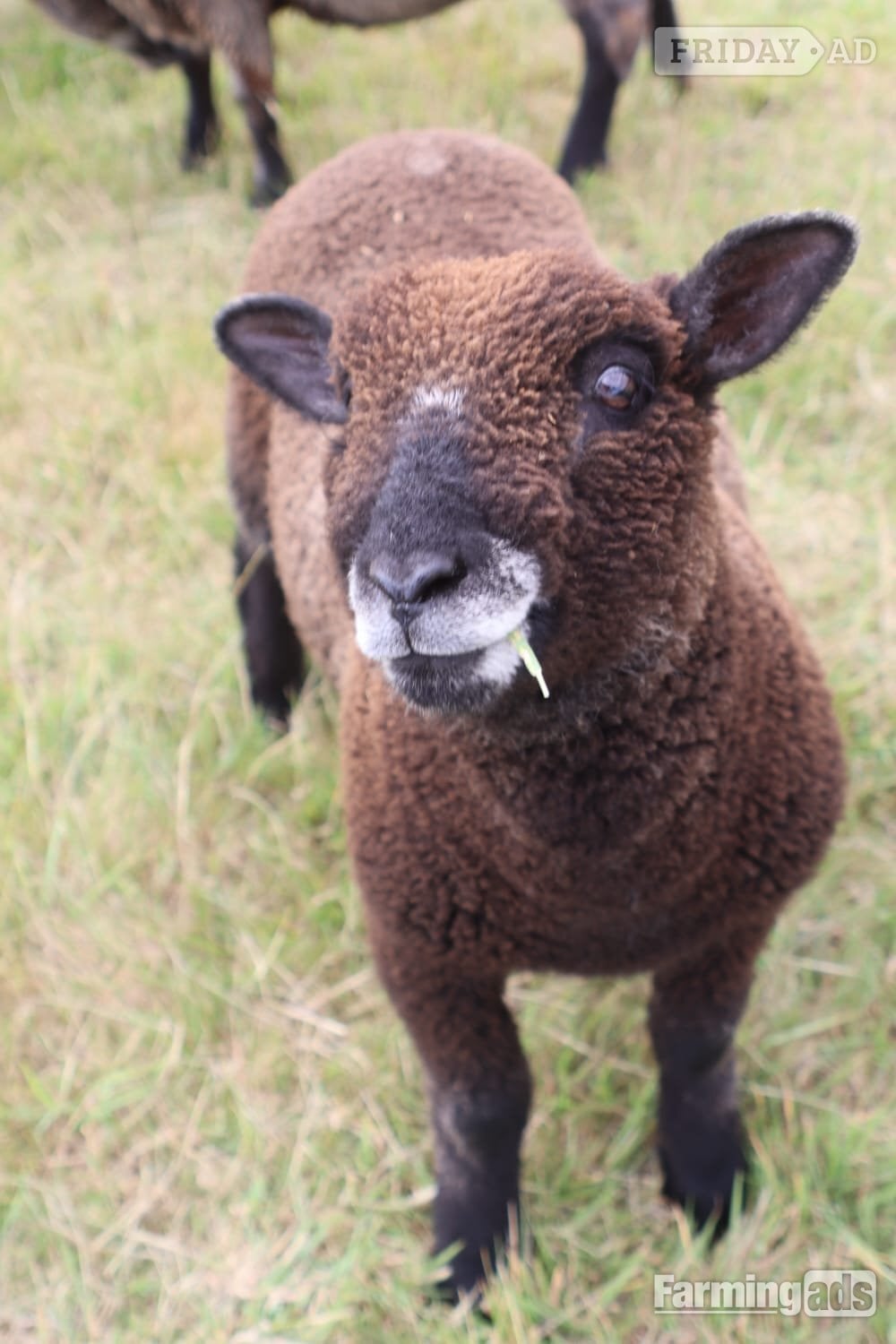 Pulborough Coloured ryelands ewes and ewe lambs and shealing ram