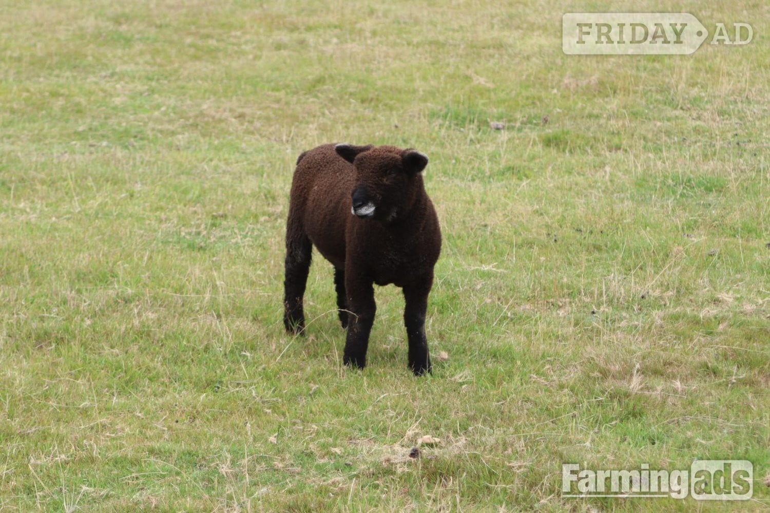Coloured ryelands ewes and ewe lambs and shealing ram - Livestock in Pulborough