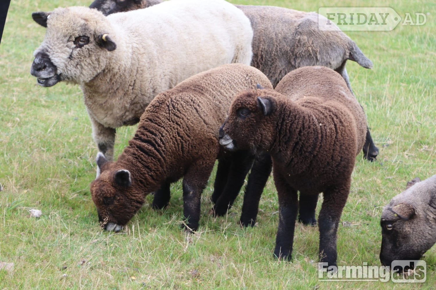 Coloured ryelands ewes and ewe lambs and shealing ram - Livestock