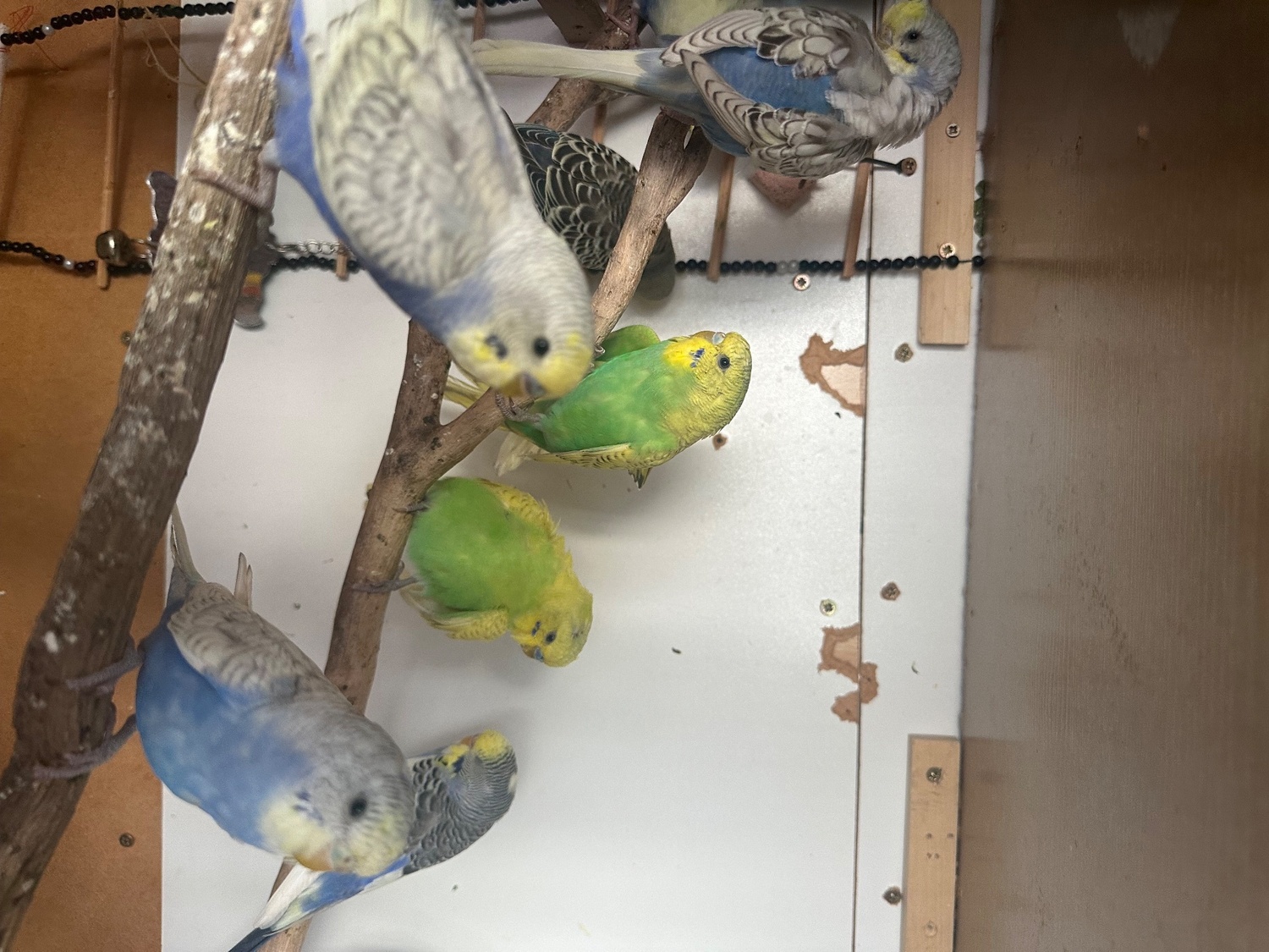Lovely budgies males and female in Dagenham  - Birds in London