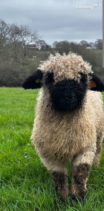 Two Valais Blacknose Wether Lambs 