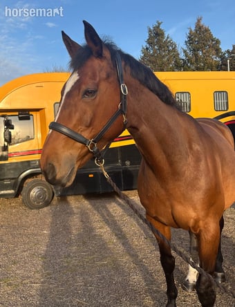 "Lux like Nancy" Bay Mare Show Jumper