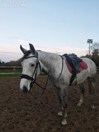 "Dougie (Double D)" Dapple Grey Gelding All Rounder