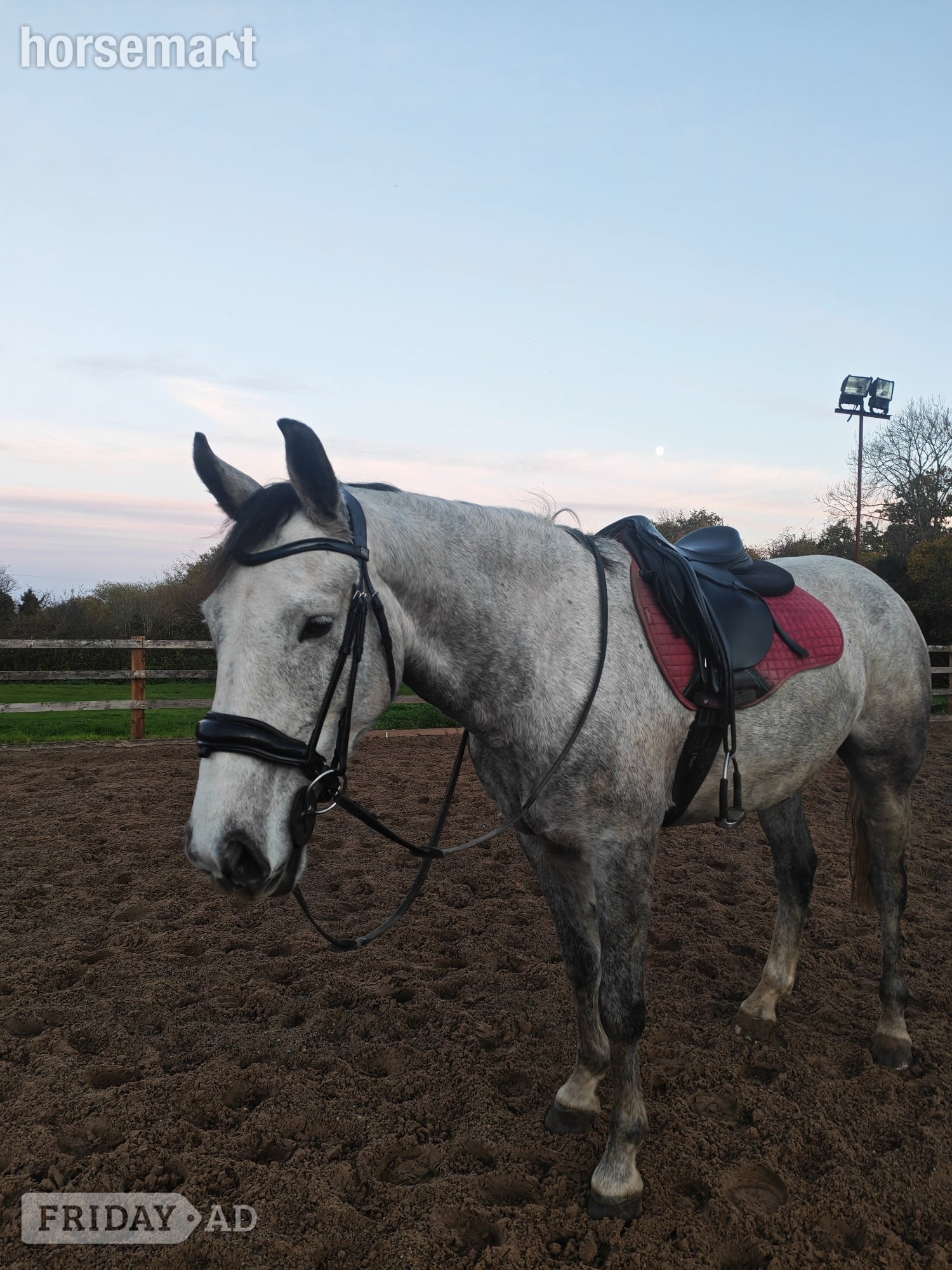 "Dougie (Double D)" Dapple Grey Gelding All Rounder in Nantwich