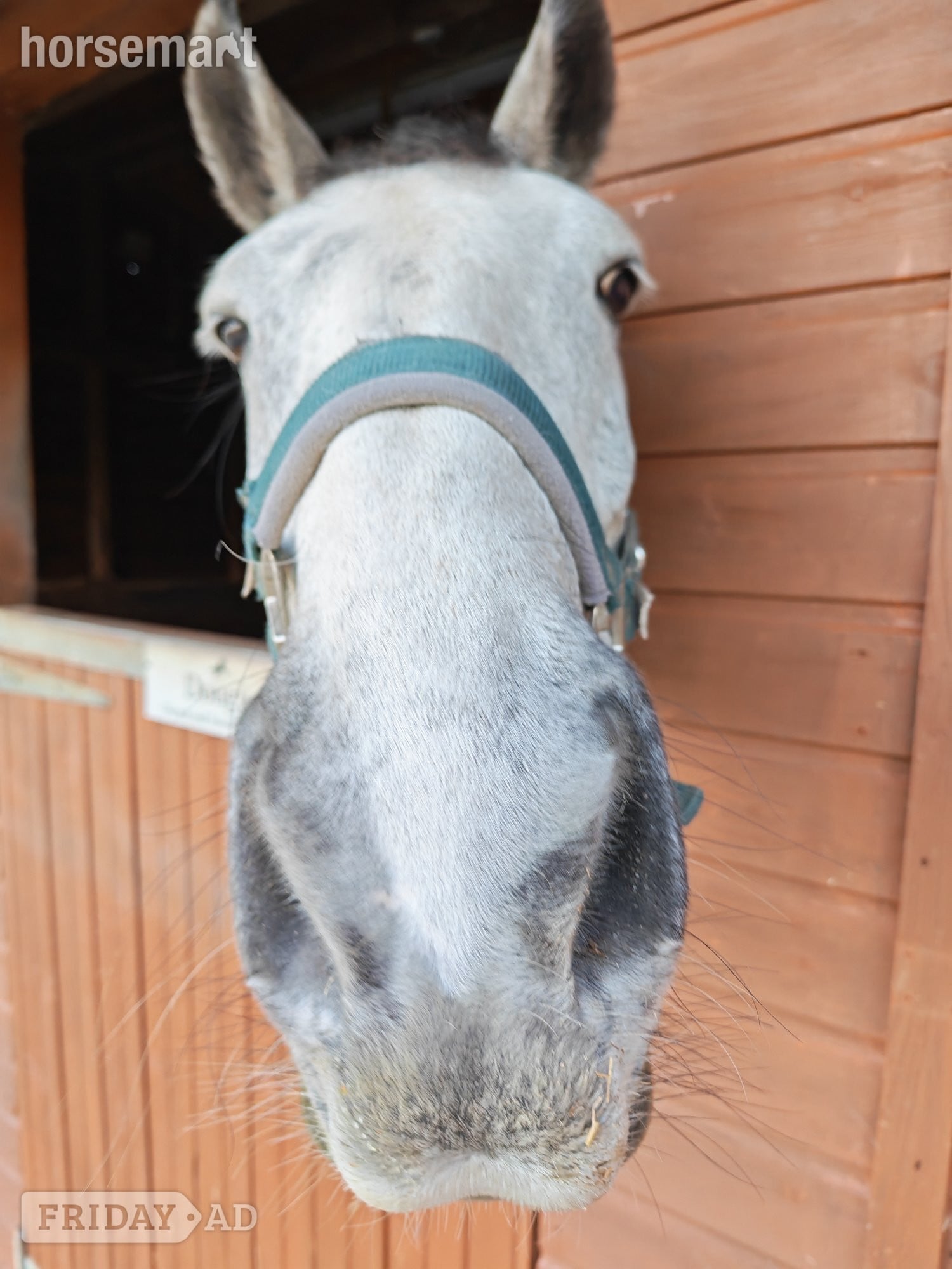 Nantwich "Dougie (Double D)" Dapple Grey Gelding All Rounder