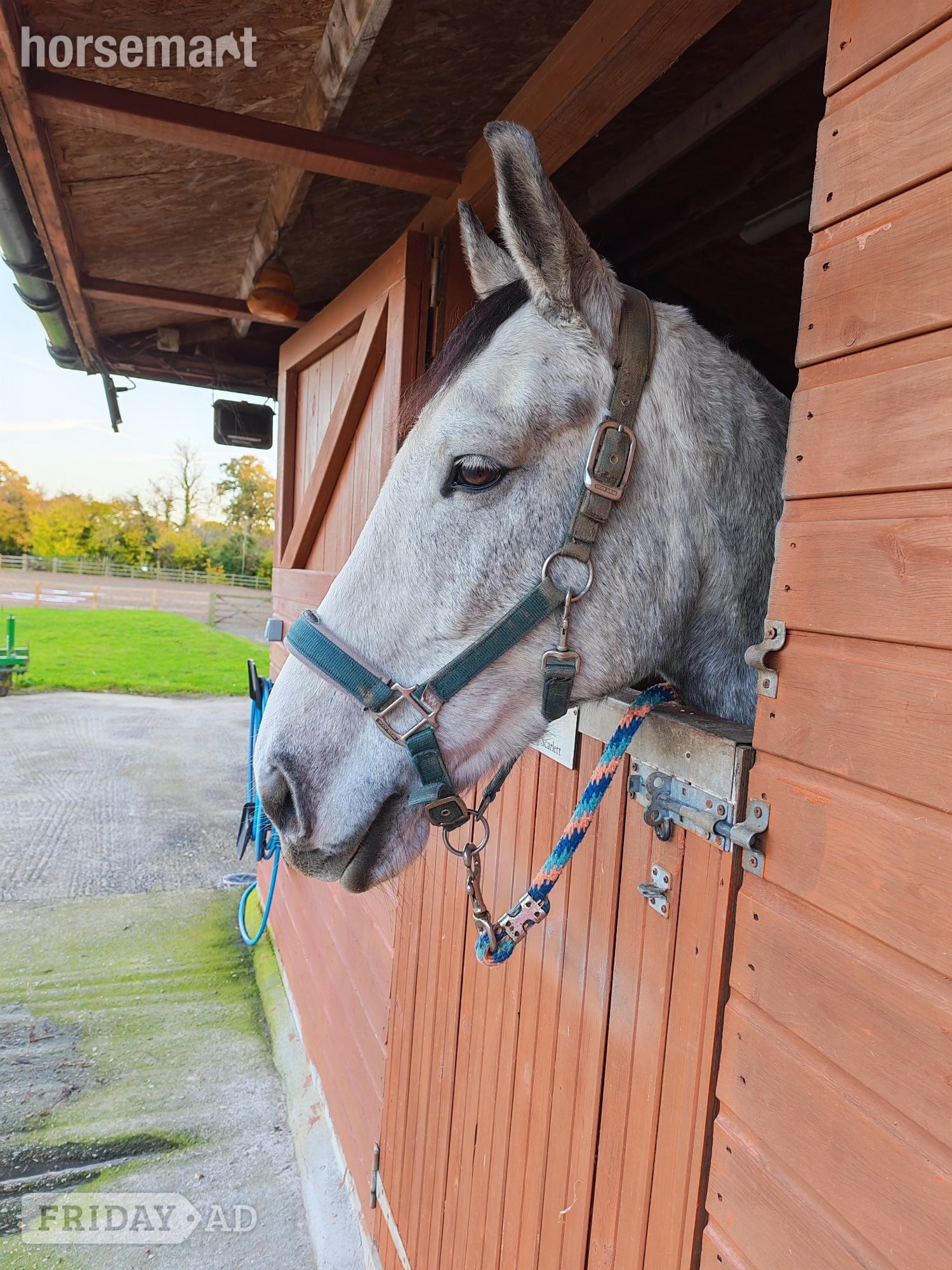 "Dougie (Double D)" Dapple Grey Gelding All Rounder