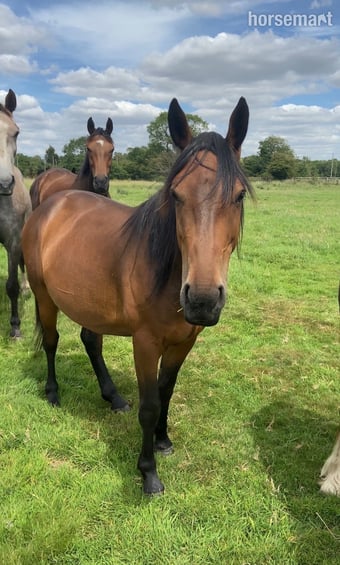 "Nugget " Bay Gelding Youngstock / Foal