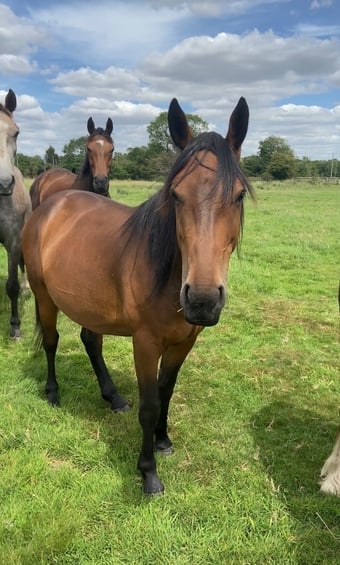 "Nugget " Bay Gelding Youngstock / Foal