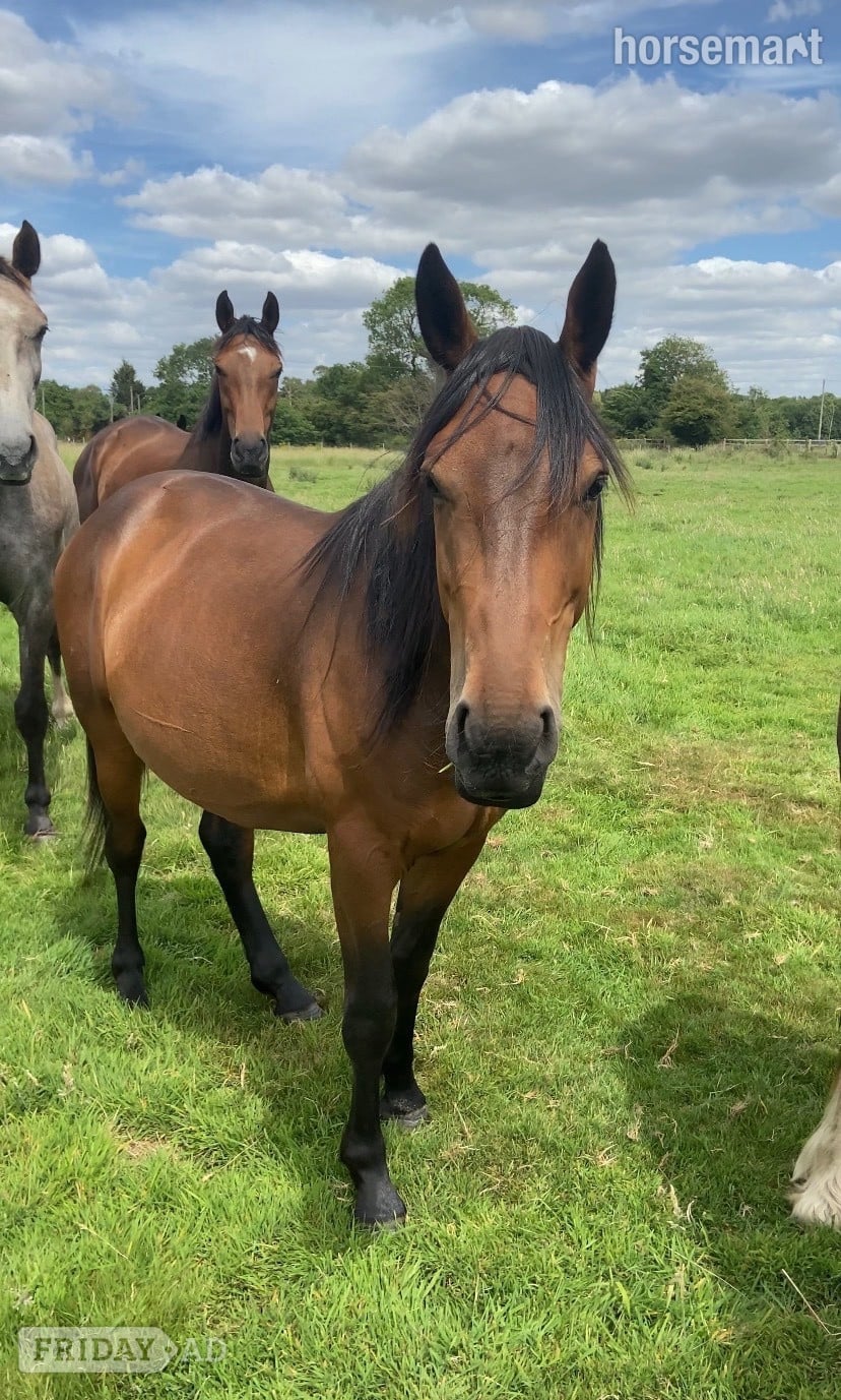 "Nugget " Bay Gelding Youngstock / Foal in King's Lynn