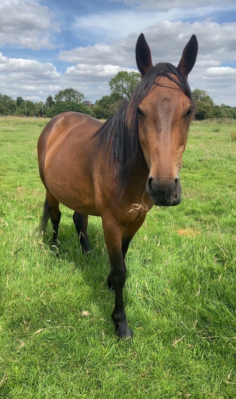 "Nugget " Bay Gelding Youngstock / Foal