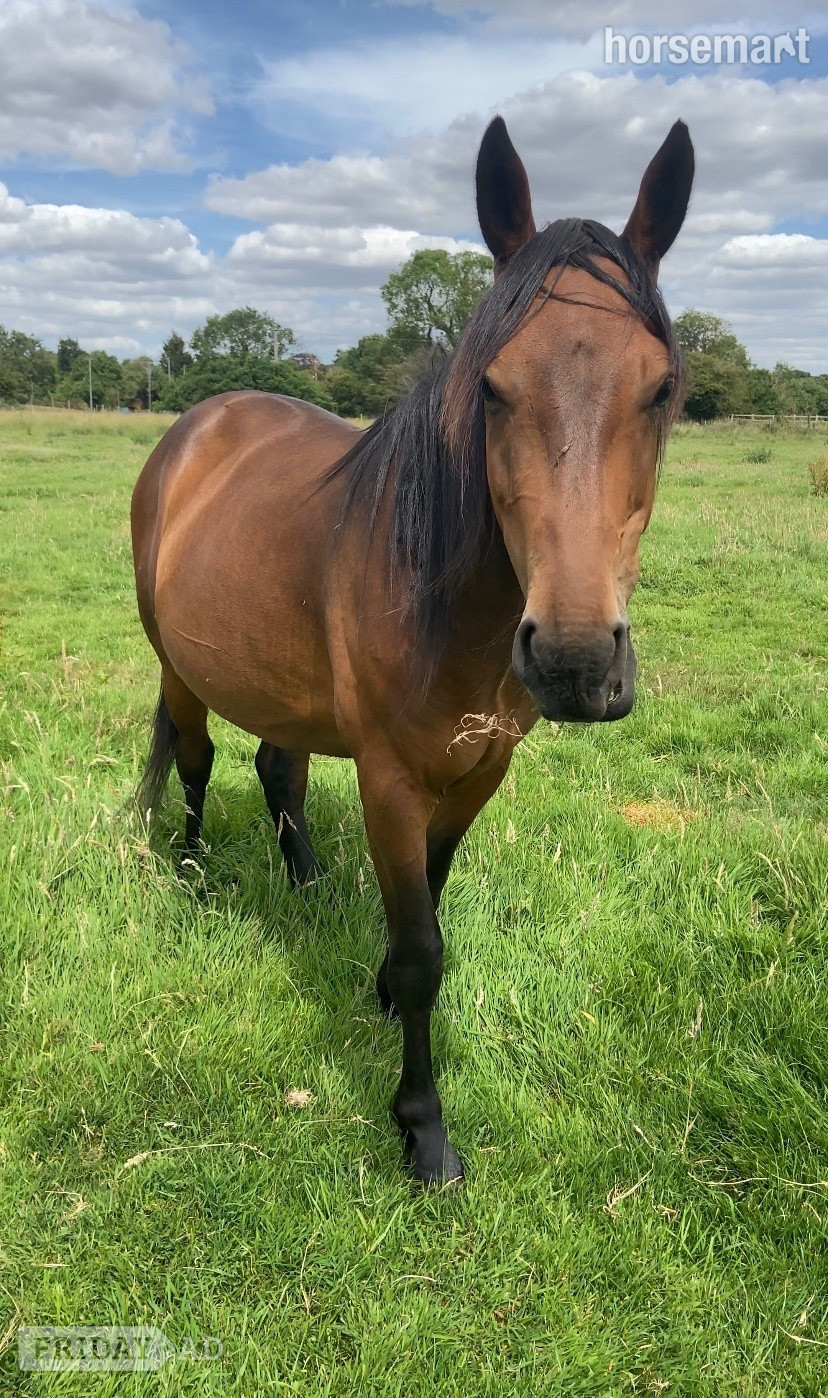 "Nugget " Bay Gelding Youngstock / Foal