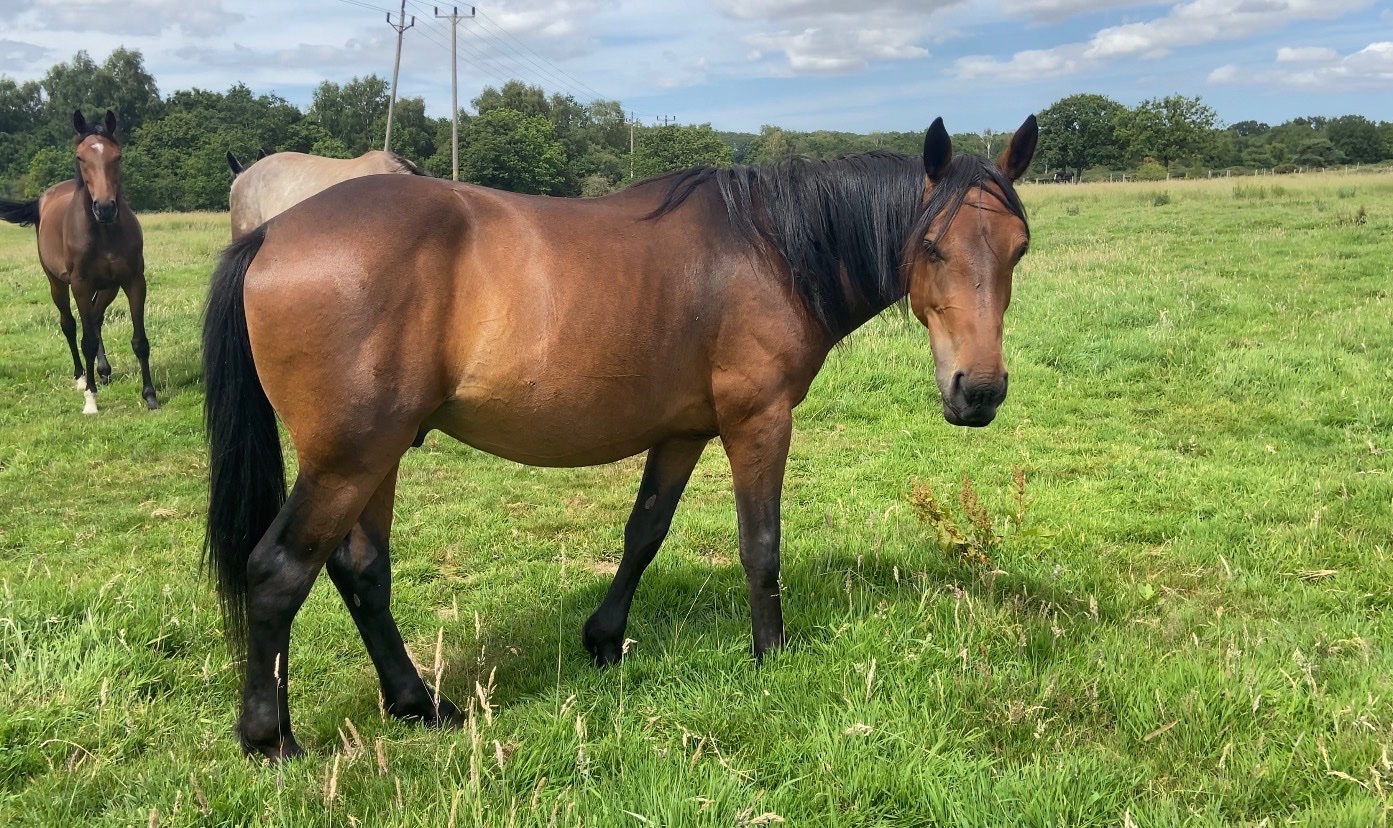 King's Lynn "Nugget " Bay Gelding Youngstock / Foal