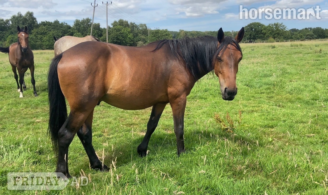 King's Lynn "Nugget " Bay Gelding Youngstock / Foal