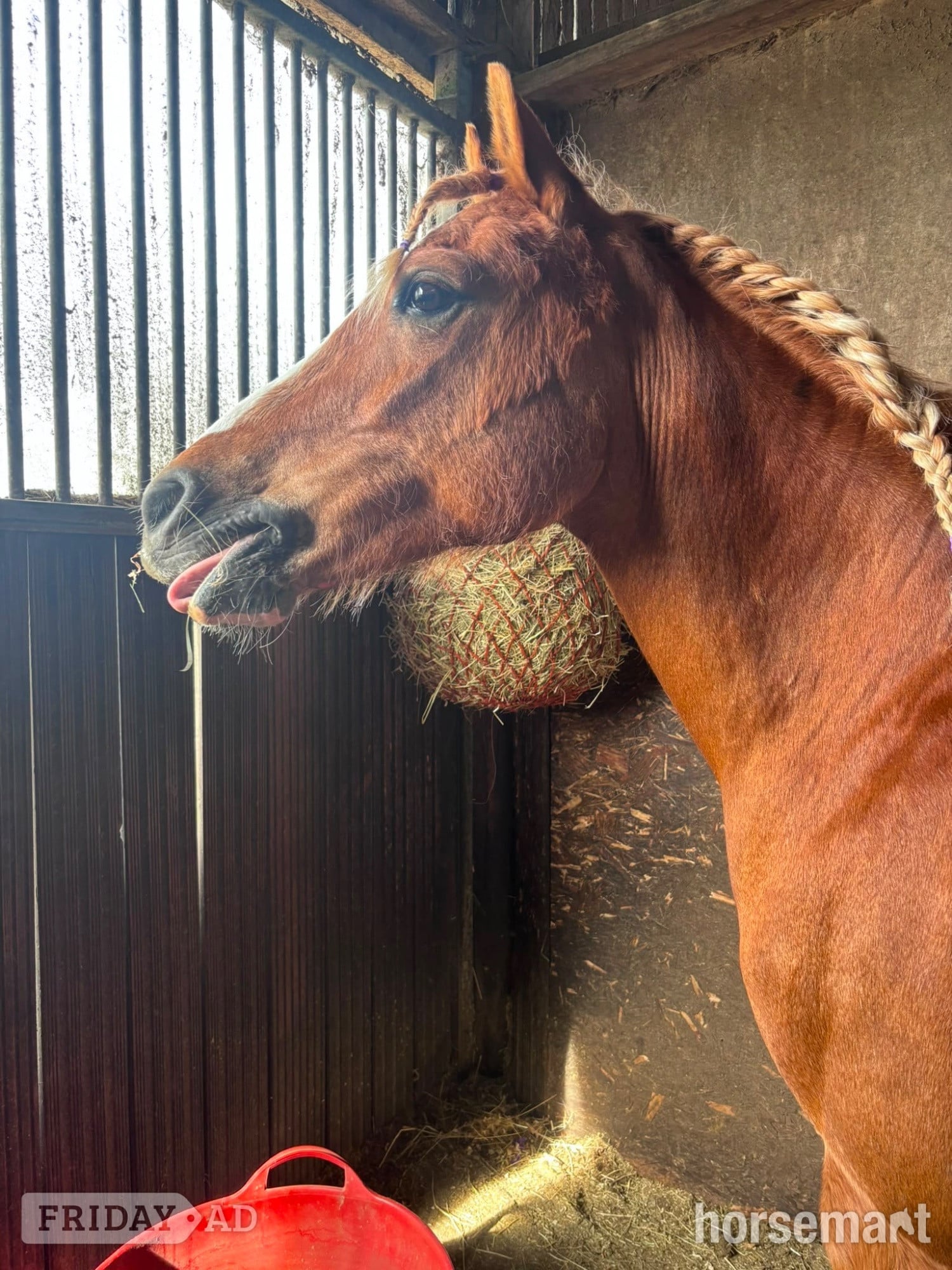 "Cracker " Chestnut Mare All Rounder