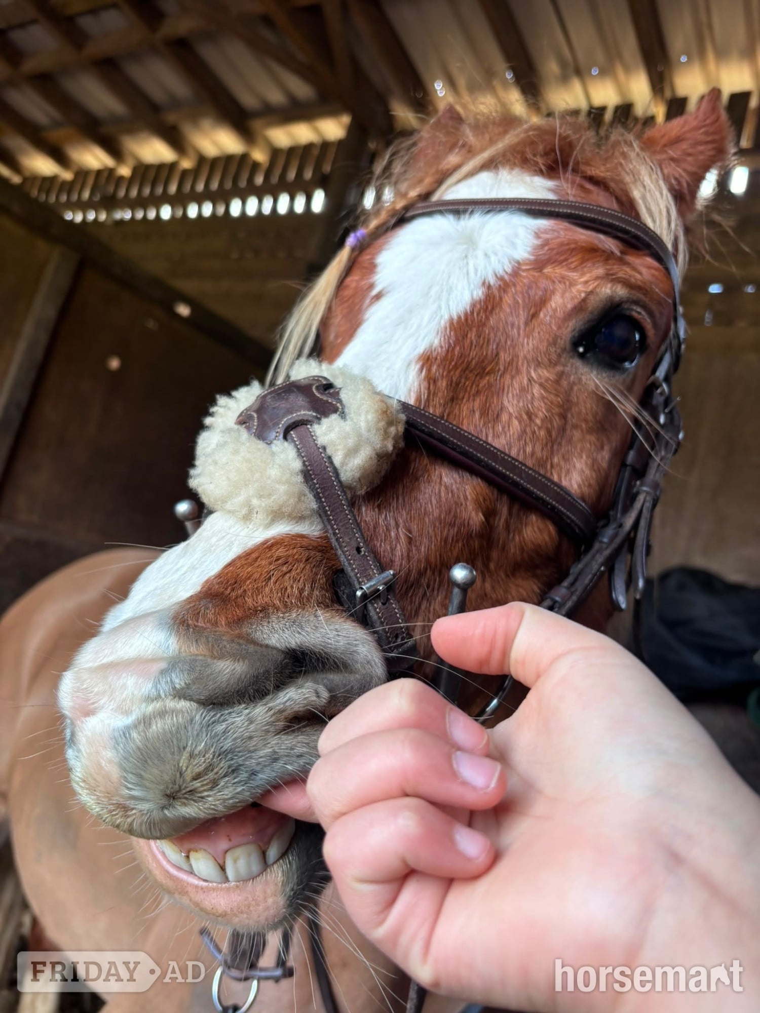 "Cracker " Chestnut Mare All Rounder - Horses in Huddersfield