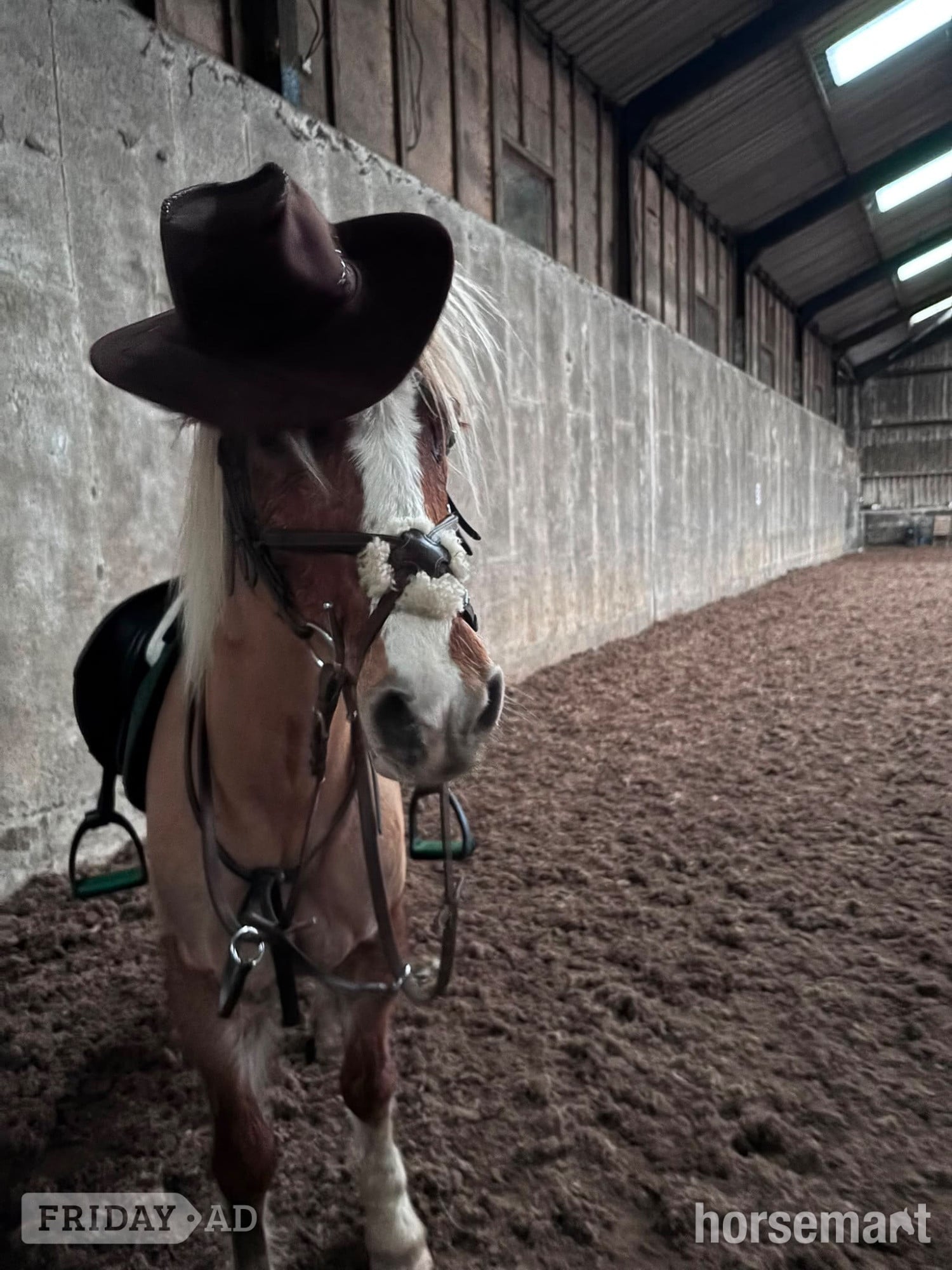 "Cracker " Chestnut Mare All Rounder - Horses