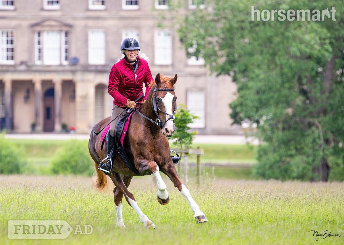 "Heemhoeves Blue Angel" Chestnut Mare Broodmare in Kendal