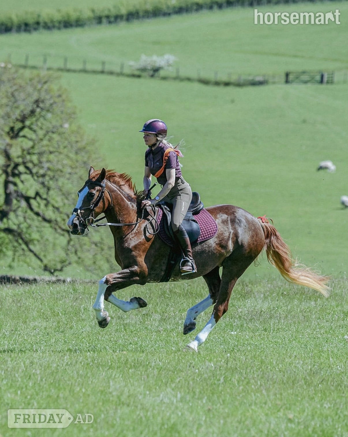 "Heemhoeves Blue Angel" Chestnut Mare Broodmare