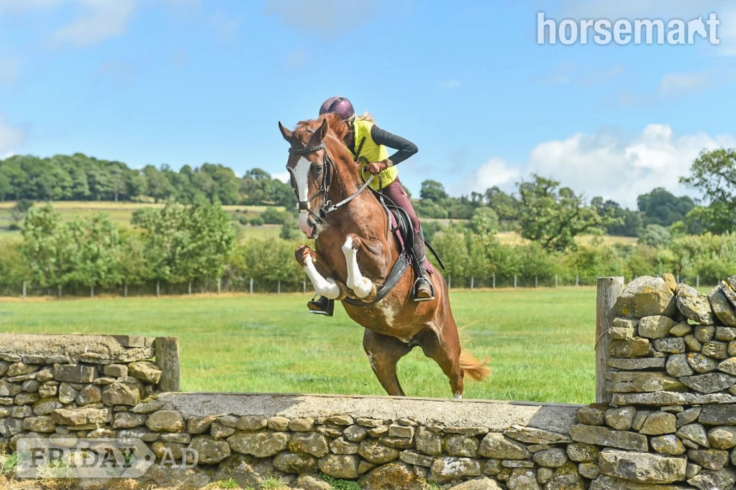 Kendal "Heemhoeves Blue Angel" Chestnut Mare Broodmare